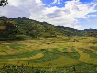 Rice fields in Dien Bien
