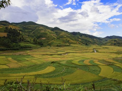 Rice fields in Dien Bien